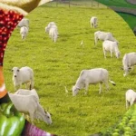 agronegocio-no-acre-cresce-11,8%-em-2025-e-fica-acima-da-media-nacional,-diz-relatorio
