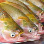 15a-feira-do-peixe-e-agricultura-familiar-2026-acontece-de-1o-a-3-de-abril-em-rio-branco-–-prefeitura-de-rio-branco