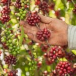 secretaria-de-agricultura-prorroga-inscricoes-para-credenciamento-de-empresas-interessadas-em-patrocinar-o-qualicafe