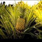 governo-do-acre-promove-oficina-para-fortalecer-cadeia-produtiva-do-abacaxi-em-tarauaca