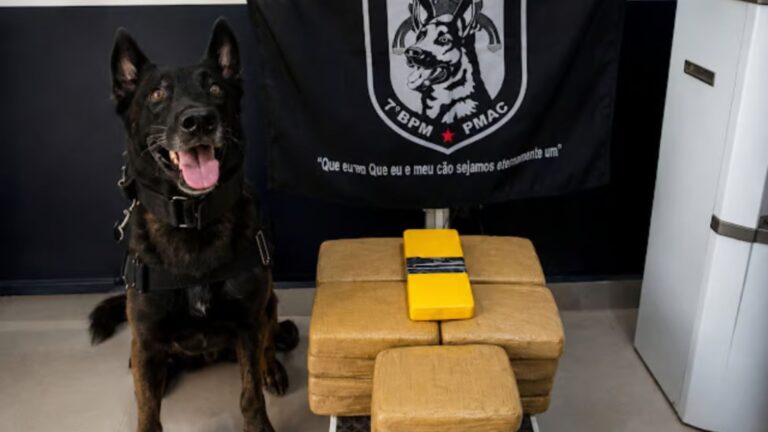 Cão farejador identifica caixas com mais de 21 quilos de drogas em transportadora